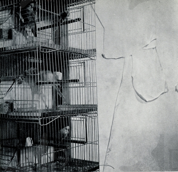 Immagine 1-8421217 Gabbiette con uccelli vivi che incorniciano una delle tele in mostra