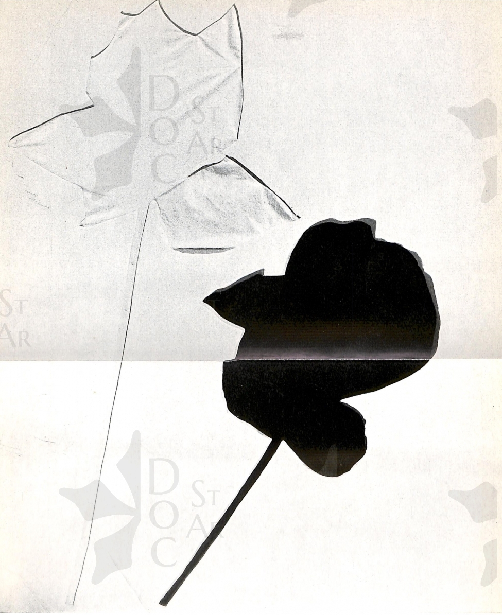 Immagine 1-752911 Due rose, una bianca una nera